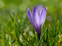Krokusblüte lila auf der Daffnerwald Alm